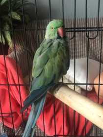 Found Indian Ringneck Parakeet