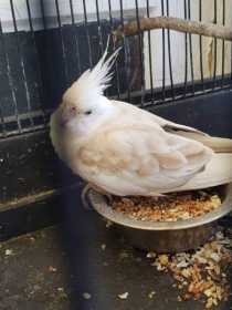 Found Cockatiel