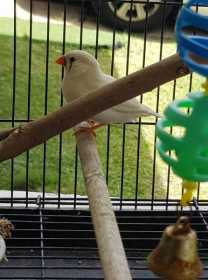 Found Finch
