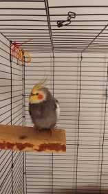 Found Cockatiel