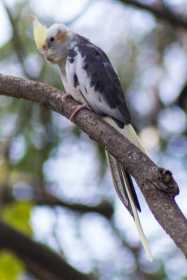 Found Cockatiel