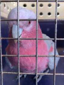 Found Galah Cockatoo