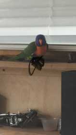 Found Lory / Lorikeet