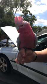 Found Galah Cockatoo