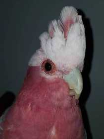 Found Galah Cockatoo