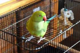 Found Indian Ringneck Parakeet