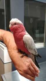 Found Galah Cockatoo