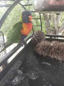 Found Lory / Lorikeet