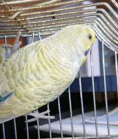 Found Budgerigar