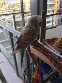 Found Budgerigar