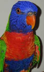Found Lory / Lorikeet