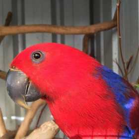 Found Eclectus