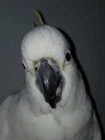 Found Cockatoo