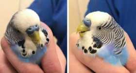 Found Budgerigar