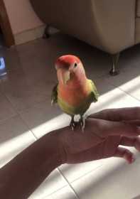 Found Lovebird