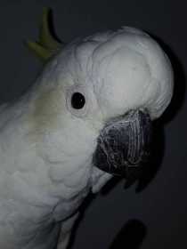 Found Cockatoo