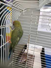 Found Indian Ringneck Parakeet