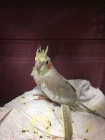 Found Cockatiel