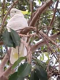 Found Cockatoo