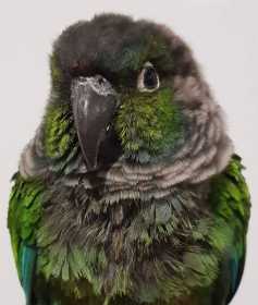 Found Conure