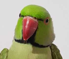 Found Indian Ringneck Parakeet