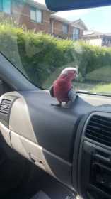 Found Galah Cockatoo