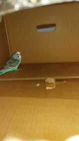 Found Parakeet