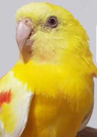 Found Grass Parakeet