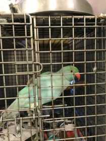 Found Indian Ringneck Parakeet