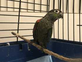 Found Conure