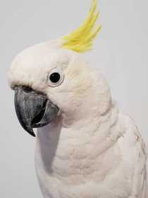 Found Cockatoo