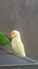 Found Indian Ringneck Parakeet