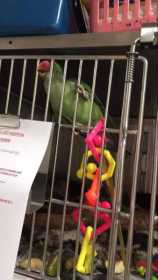 Found Alexandrine