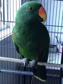 Found Eclectus