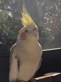 Found Cockatiel