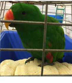 Found Eclectus