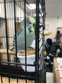 Found Budgerigar