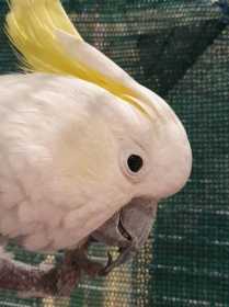 Found Cockatoo