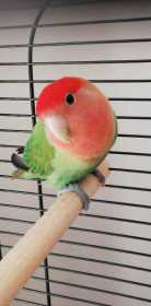 Found Lovebird