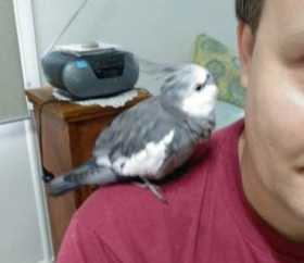 Found Cockatiel