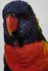 Found Lory / Lorikeet