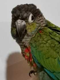 Found Conure