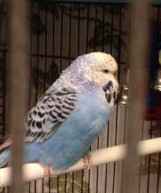 Found Parakeet