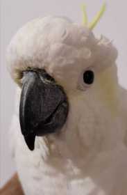 Found Cockatoo