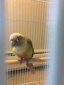 Found Conure