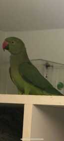 Found Indian Ringneck Parakeet