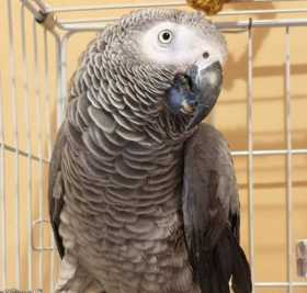 Found African Grey