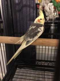 Found Cockatiel