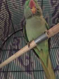 Found Indian Ringneck Parakeet