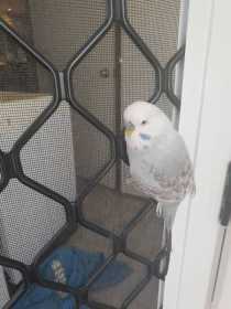Found Budgerigar